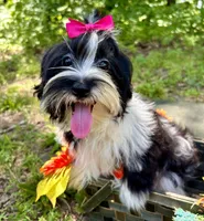 Maggie , a female Morkie for sale in Winslow, AR – 7 of 7