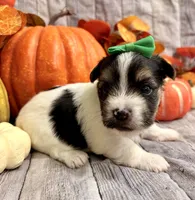 Milo , a male Morkie for sale in Winslow, AR – 2 of 4