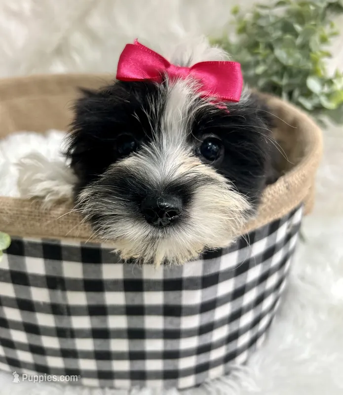 Maggie  – Morkie puppy for sale in Winslow, AR