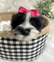 Maggie , a female Morkie for sale in Winslow, AR – 1 of 6