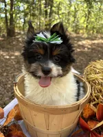 Vinnie , a male Biewer for sale in Winslow, AR – 4 of 5