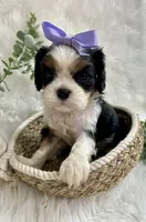 Tova , a female Cavalier King Charles Spaniel for sale in Winslow, AR – 2 of 5