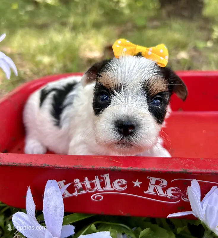 Jolie  – Yorkshire Terrier puppy for sale in Winslow, AR