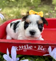 Jolie , a female Yorkshire Terrier for sale in Winslow, AR – 1 of 4