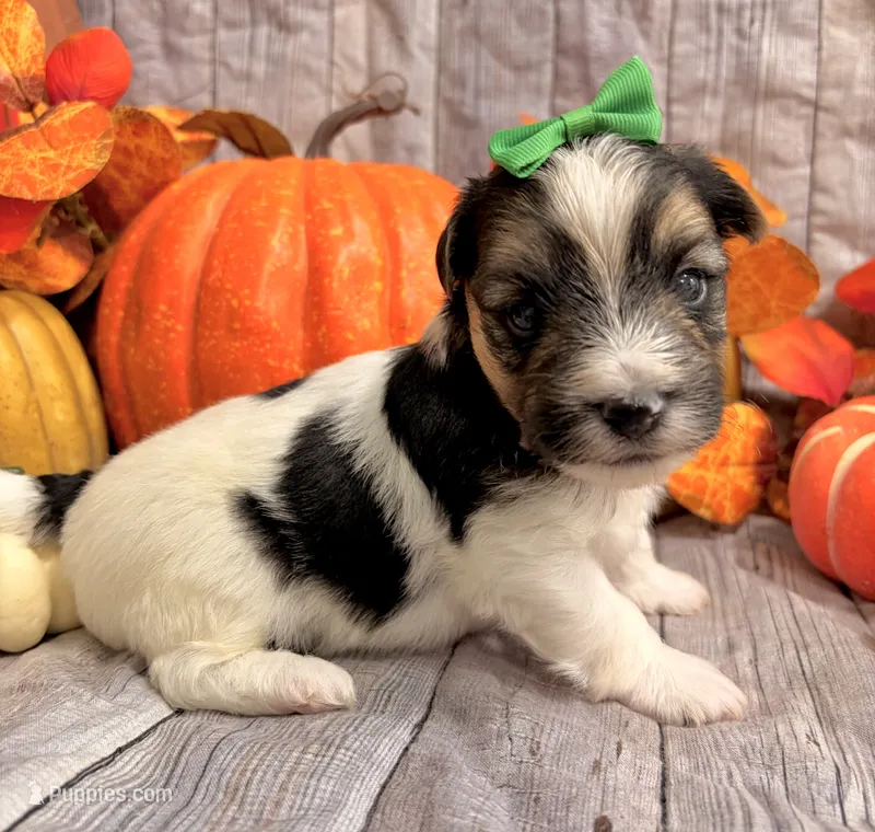 Monty  – Morkie puppy for sale in Winslow, AR