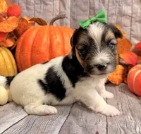 Monty , a male Morkie for sale in Winslow, AR – 1 of 4