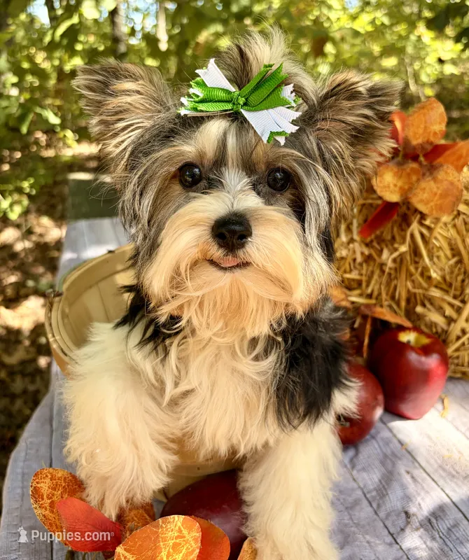 Dash  – Biewer puppy for sale in Winslow, AR