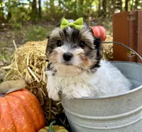 Moose, a male Morkie for sale in Winslow, AR – Photo 2 of 6