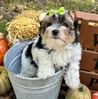 Moose, a male Morkie for sale in Winslow, AR – Photo 3 of 6