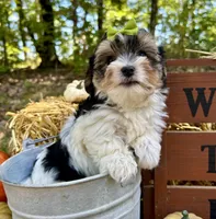 Moose, a male Morkie for sale in Winslow, AR – Photo 4 of 6