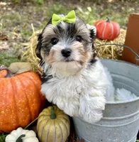 Moose, a male Morkie for sale in Winslow, AR – Photo 1 of 6