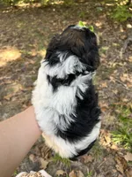 Moose, a male Morkie for sale in Winslow, AR – Photo 6 of 6