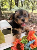 Evie , a female Yorkshire Terrier for sale in Winslow, AR – 2 of 7