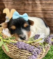 Diego , a male Biewer for sale in Winslow, AR – Photo 5 of 6