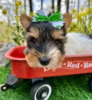 Diego , a male Biewer for sale in Winslow, AR – 2 of 7
