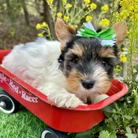 Diego , a male Biewer for sale in Winslow, AR – 5 of 7