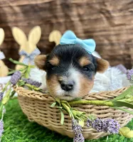 Diego , a male Biewer for sale in Winslow, AR – Photo 4 of 6