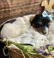 Diego , a male Biewer for sale in Winslow, AR – Photo 6 of 6