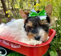 Diego , a male Biewer for sale in Winslow, AR – 4 of 7