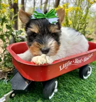 Diego , a male Biewer for sale in Winslow, AR – 6 of 7