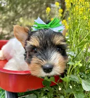 Diego , a male Biewer for sale in Winslow, AR – 7 of 7