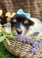 Diego , a male Biewer for sale in Winslow, AR – Photo 2 of 6