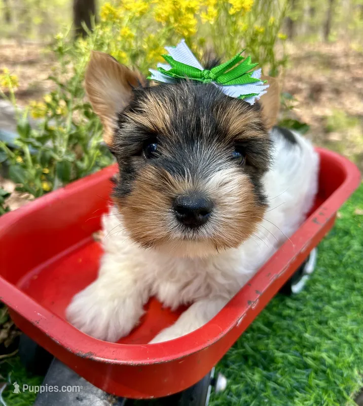 Diego  – Biewer puppy for sale in Winslow, AR