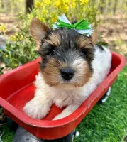 Diego , a male Biewer for sale in Winslow, AR – 1 of 7