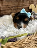 Diego , a male Biewer for sale in Winslow, AR – Photo 3 of 6