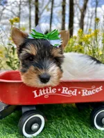 Diego , a male Biewer for sale in Winslow, AR – 3 of 7