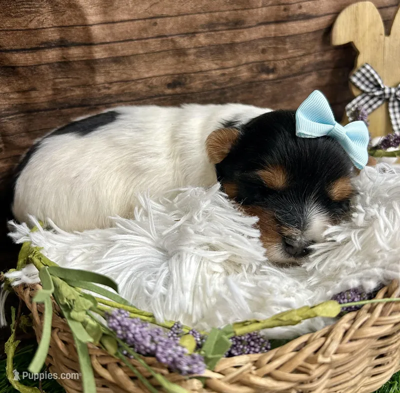 Diego  – Biewer puppy for sale in Winslow, AR