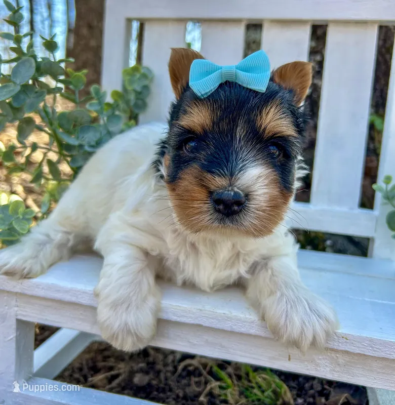 Diego  – Biewer puppy for sale in Winslow, AR