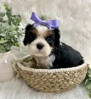 Tova , a female Cavalier King Charles Spaniel for sale in Winslow, AR – 5 of 5