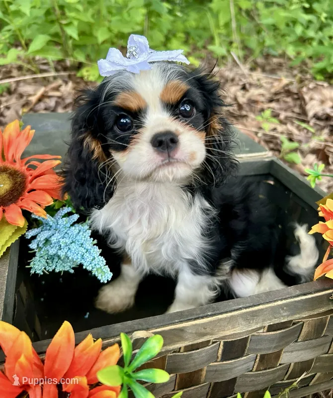Tova  – Cavalier King Charles Spaniel puppy for sale in Winslow, AR