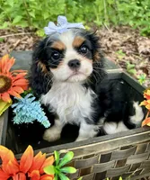 Tova , a female Cavalier King Charles Spaniel for sale in Winslow, AR – 1 of 8