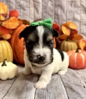 Milo , a male Morkie for sale in Winslow, AR – 4 of 4