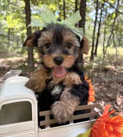 Evie , a female Yorkshire Terrier for sale in Winslow, AR – 3 of 7