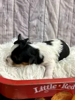 Bentley, a male Biewer for sale in Winslow, AR – Photo 3 of 5