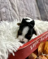 Bentley, a male Biewer for sale in Winslow, AR – Photo 5 of 5