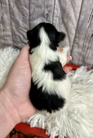 Bentley, a male Biewer for sale in Winslow, AR – Photo 2 of 5