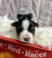 Bentley, a male Biewer for sale in Winslow, AR – Photo 1 of 5