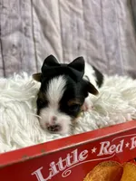 Bentley, a male Biewer for sale in Winslow, AR – Photo 4 of 5