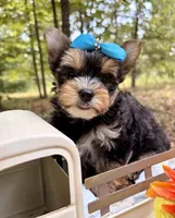 Julius , a male Yorkshire Terrier for sale in Winslow, AR – 4 of 6