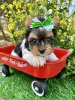 Domino , a male Biewer for sale in Winslow, AR – 2 of 6