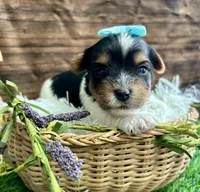 Domino , a male Biewer for sale in Winslow, AR – Photo 1 of 4