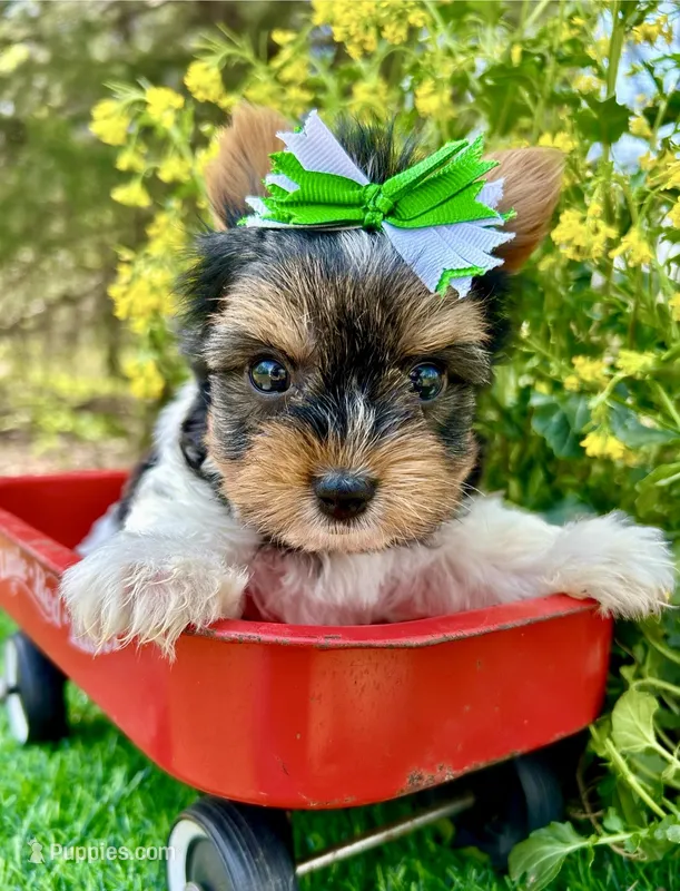 Domino  – Biewer puppy for sale in Winslow, AR
