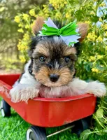 Domino , a male Biewer for sale in Winslow, AR – 1 of 6