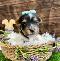 Domino , a male Biewer for sale in Winslow, AR – Photo 2 of 4