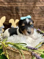 Domino , a male Biewer for sale in Winslow, AR – Photo 3 of 4