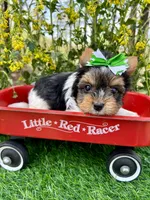 Domino , a male Biewer for sale in Winslow, AR – 6 of 6